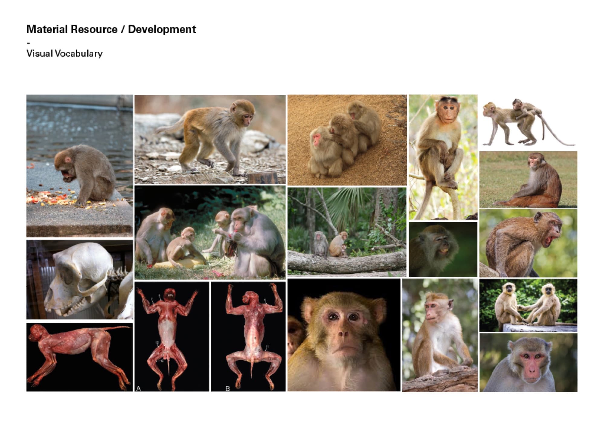 Visual vocabulary — macaque reference grid